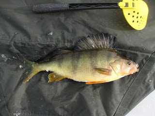Abbor: 70hull uten fisk, også belønning:)