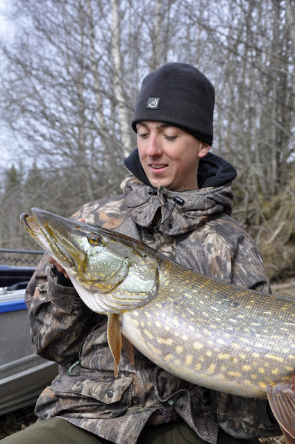 Nå begynner det og ligne grisen..