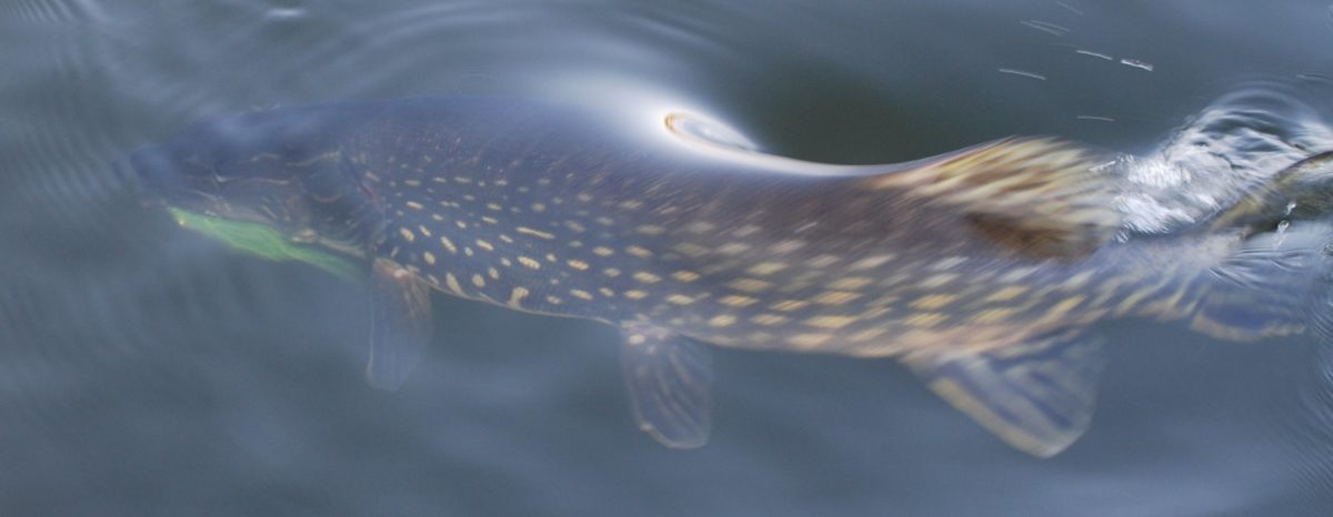 Autumn pike diaries day4