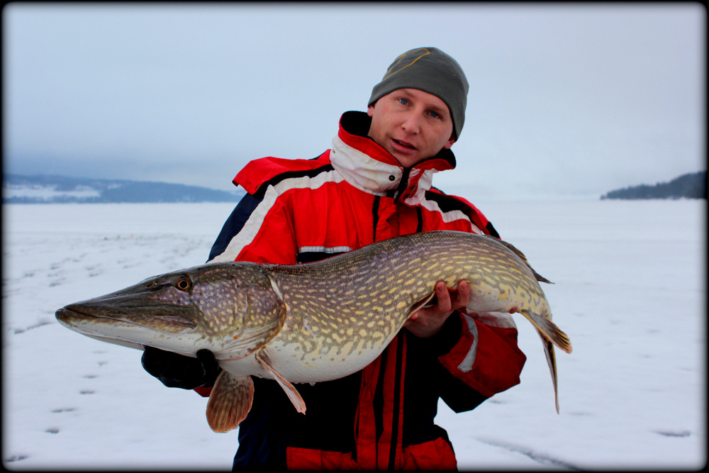 Robin med grom ismeite gjedde.