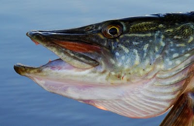 Fiskefilm: Norrlands Guld- 13 Kg, 124 cm PIKE!