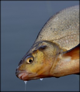 fin fisk 