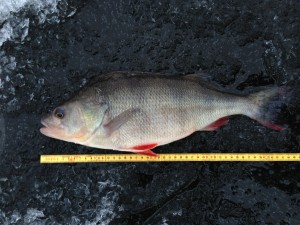 image1