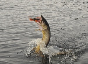 303116_10150304529920756_205441449_n