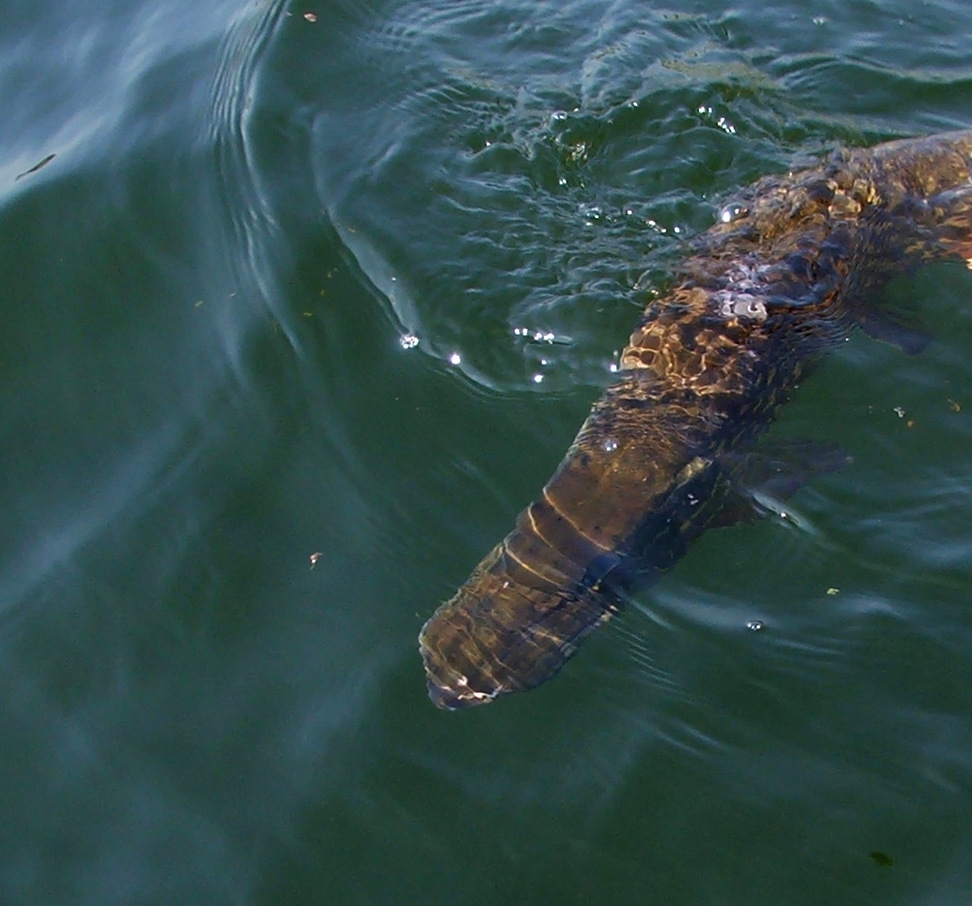 Helt herlige gjeddefilmer…..pike on fly and pikefishing in Canada