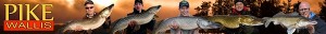 Pike_wallies_Heading_B600