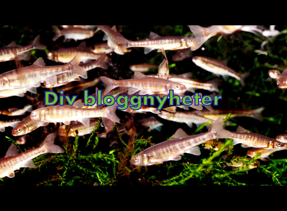 Et lite blogg sveip :-)
