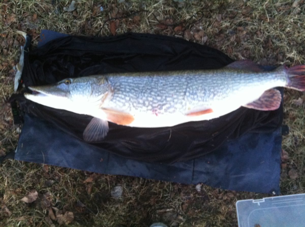 Tero ønskes velkommen inn i 2013 med første fisk. Nære 10+ (Sunday, March 3, 2013)