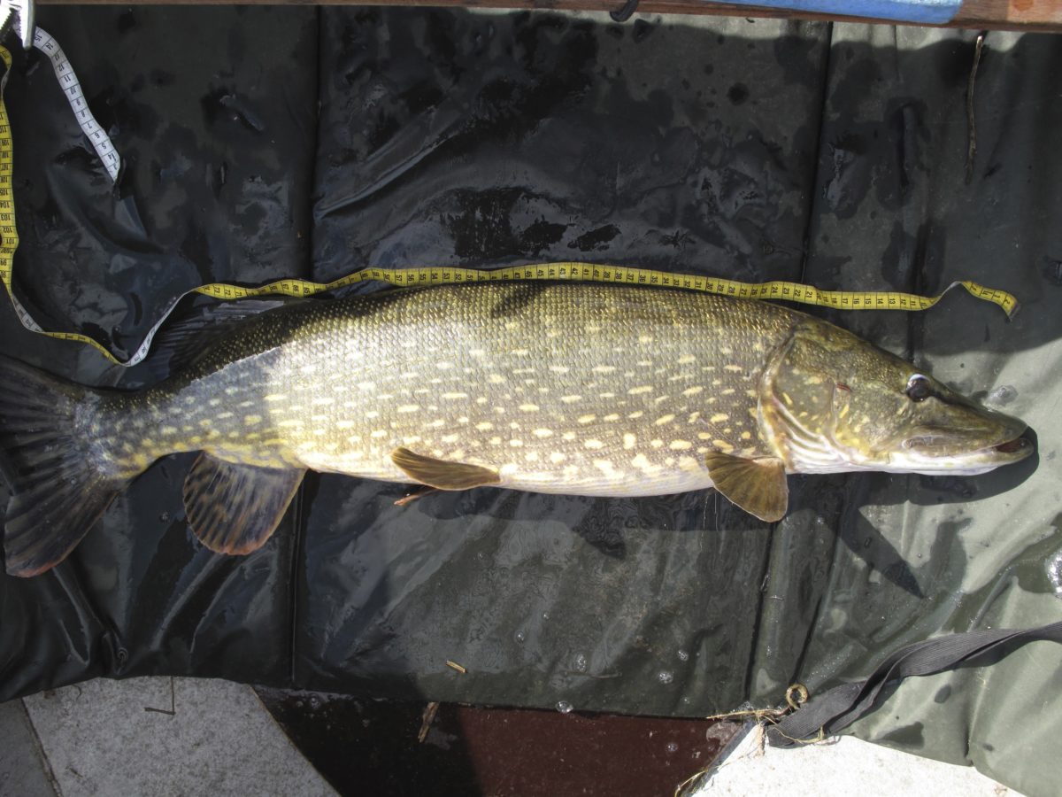Dansk pike (Sunday, March 31, 2013)