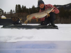 6600 gr og 97 cm 