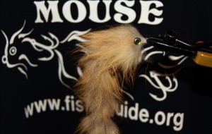 the mouse 