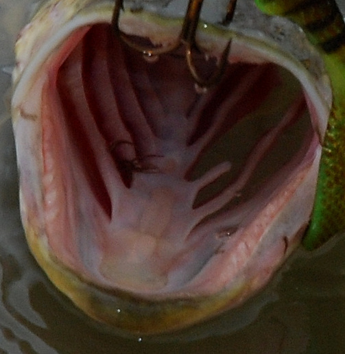 tell hjeller på venstre siden, så tell de på høyre siden.  Den har grodd fint igjen. 