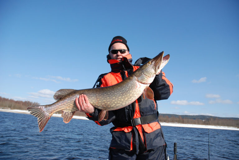 fisk tatt tidlig på våren. 