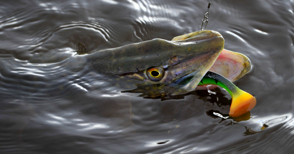 Dexter shad riggad shallow