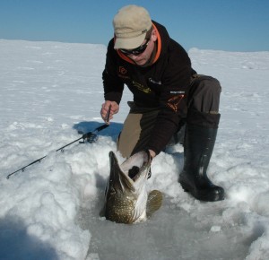 rått bilde av rå fisker og fisk.