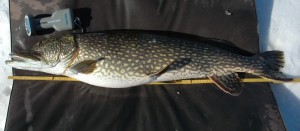 15100 gr og 130 cm