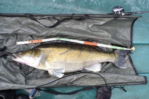 7900 gr og 87 cm 