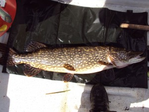 8620gr 94cm