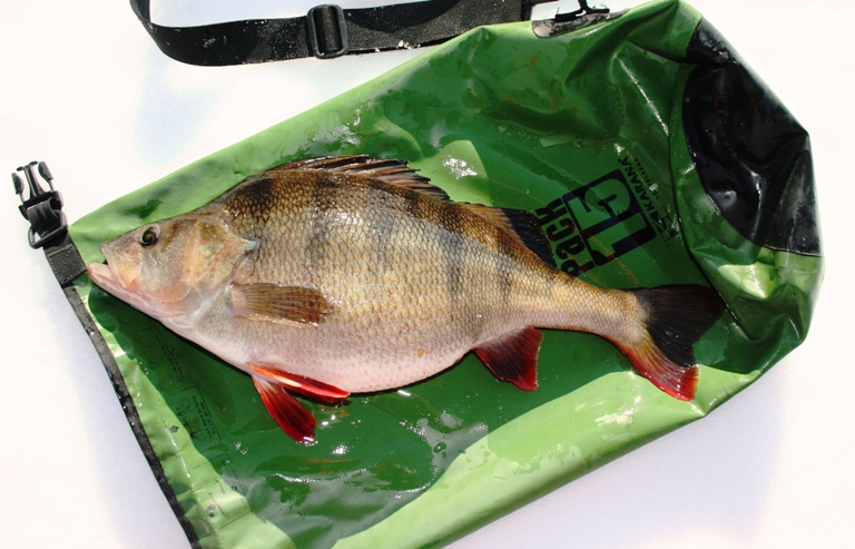 Et Intervju Med En Storabborfisker – Flemming Fredriksen