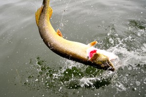 Fikk ikke med hele fisken.