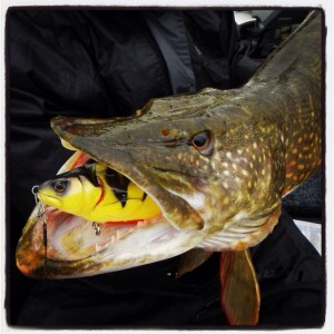 249064_576067312438058_926860248_n