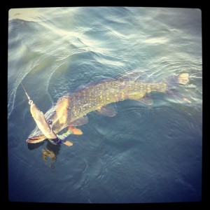 431816_576612615716861_736654449_n