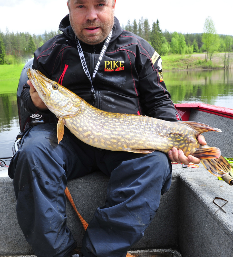 Walmann med en korttis.(juni)