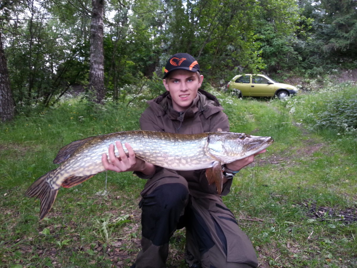 Fin bunnmeite fisk