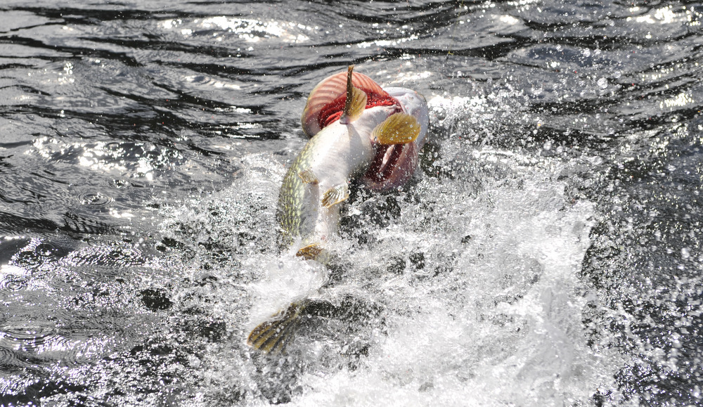 10 + plussfisker på Walmann (Juli)