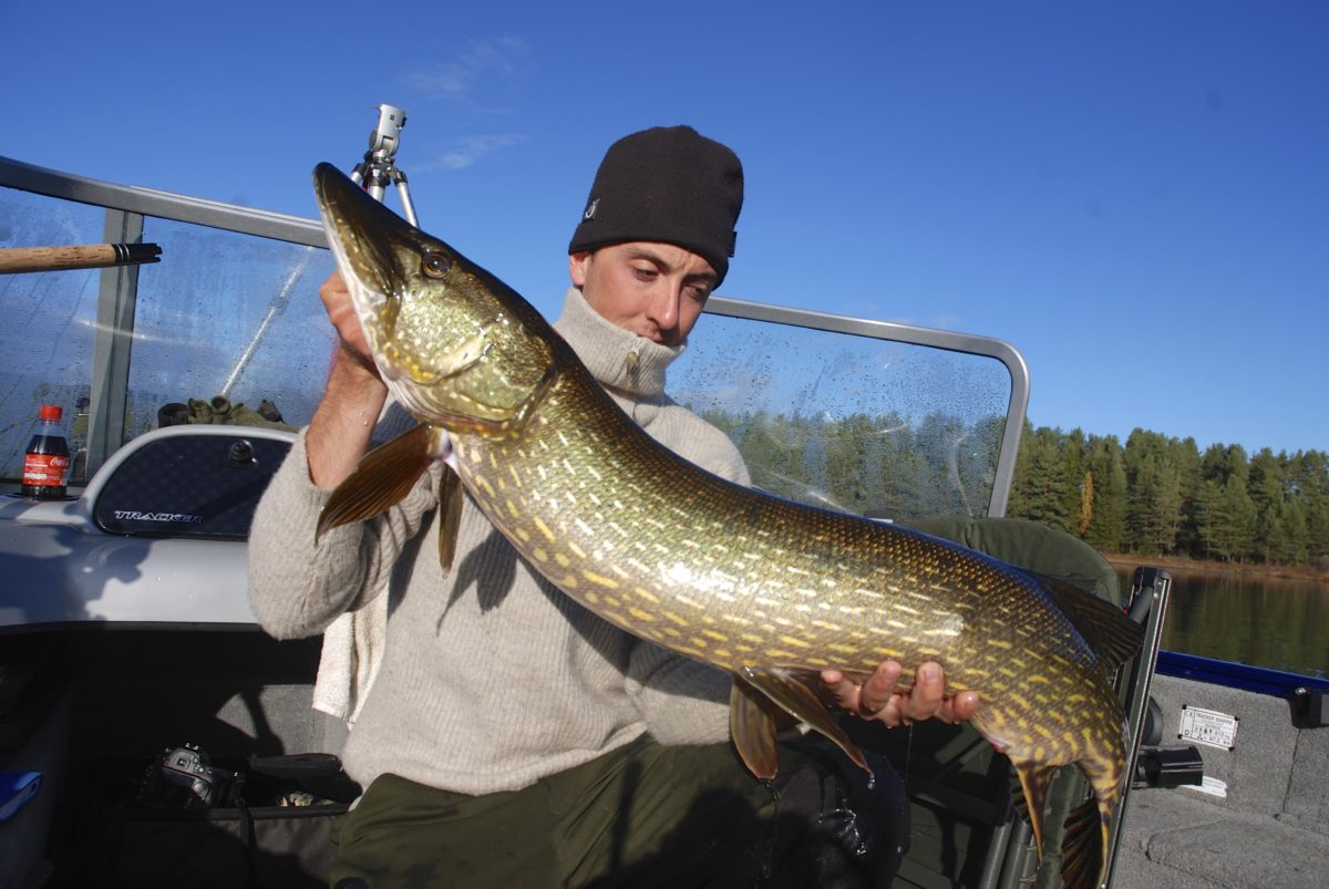 Autumn pike diaries day 6.. (video)