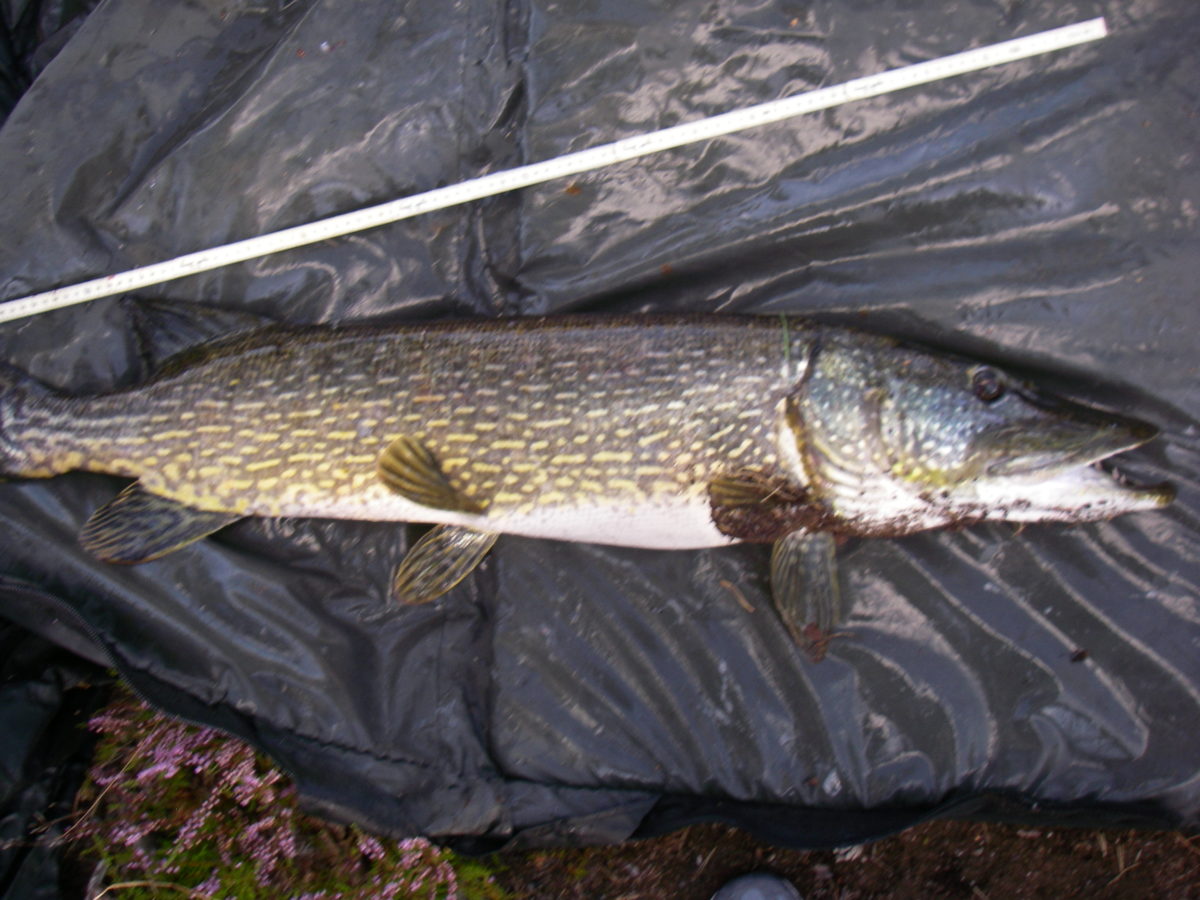10400gr og 113 cm for Bjørnar (August)