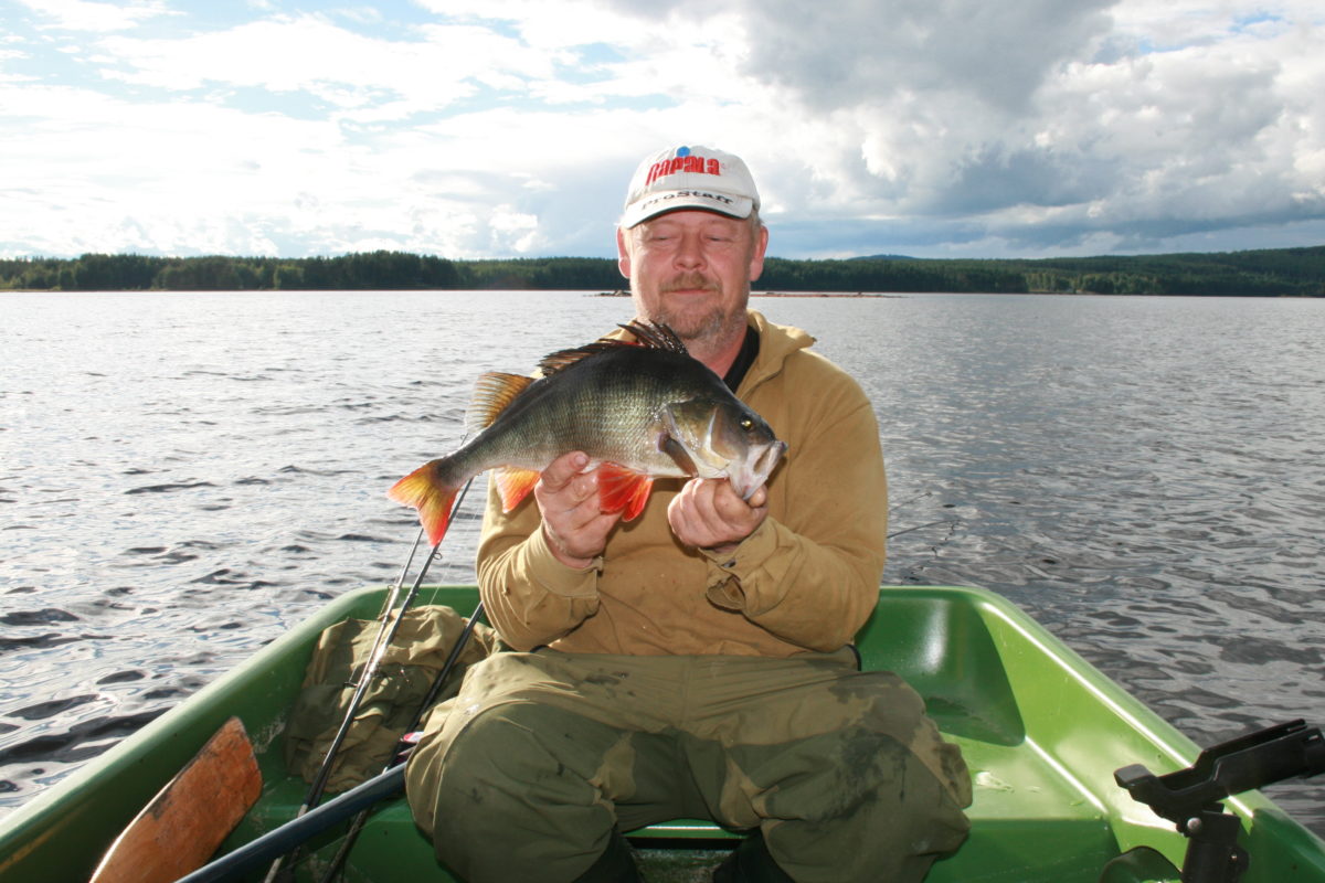 To nye flotte topwater abborer :-) (august) 1450gr og 49cm