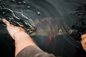 IMG_2617 copy