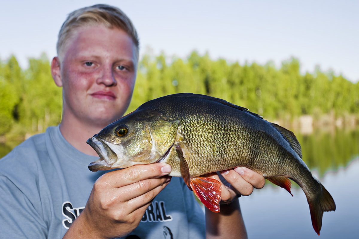 Nytt spinn-PB på Abborre!!