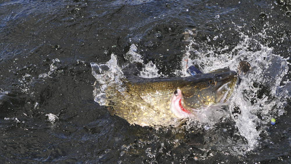 action gjedde shaker 