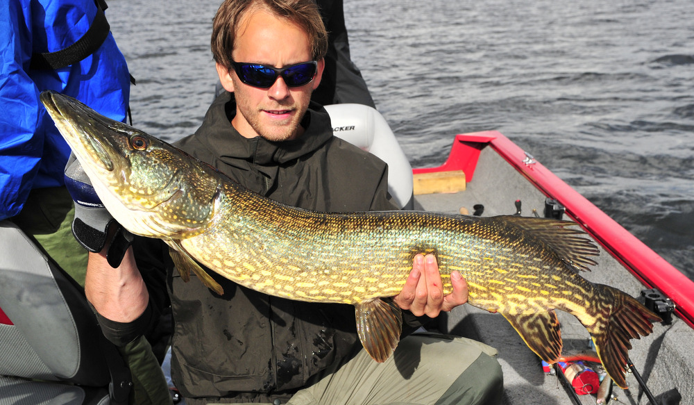 ny 7+ fisk