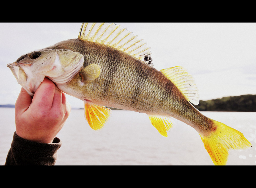 Høstfiske etter abbor (hooked.no)