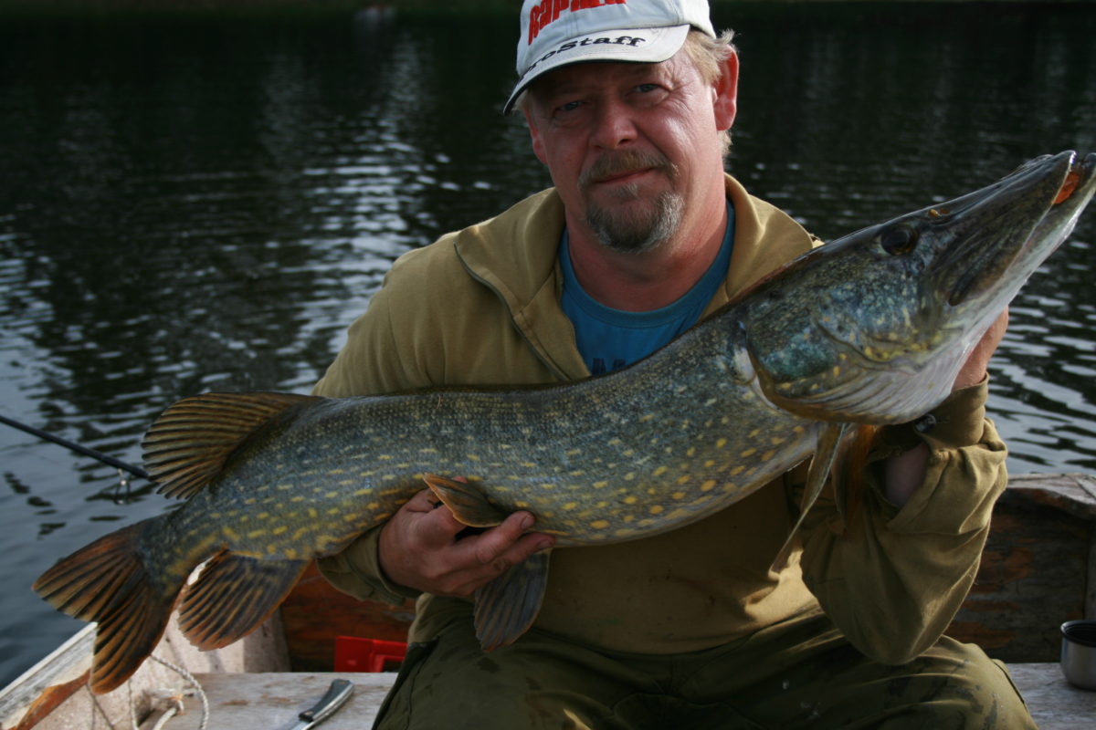 Bjørn er en av Norges dyktigste predatorfiskere :-) (september) 10060gr