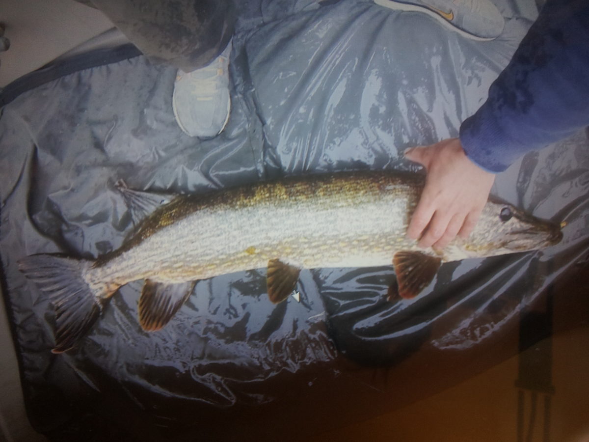 Simensen med en 7+ fisk (september)
