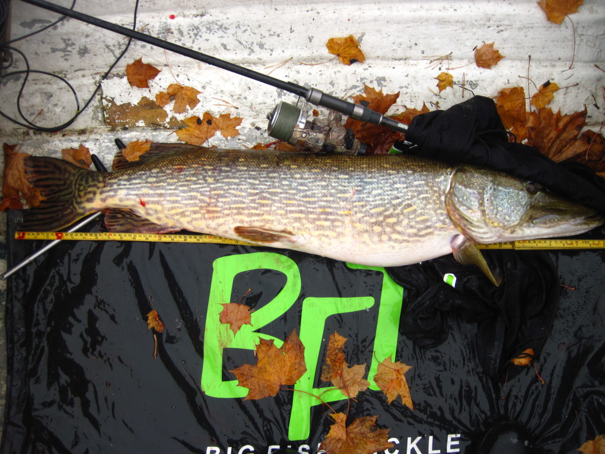 Opsal med 2 10+ fisker. (oktober) 12240gr