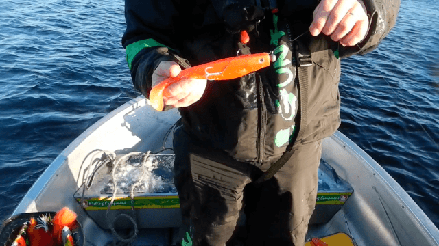 Dextershadd levert ny stor gjørs.