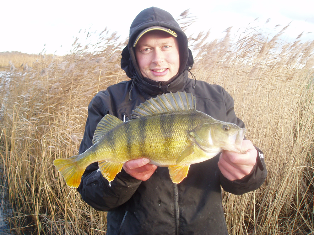 3 stk rå abborer fra Denmark :-) (november)