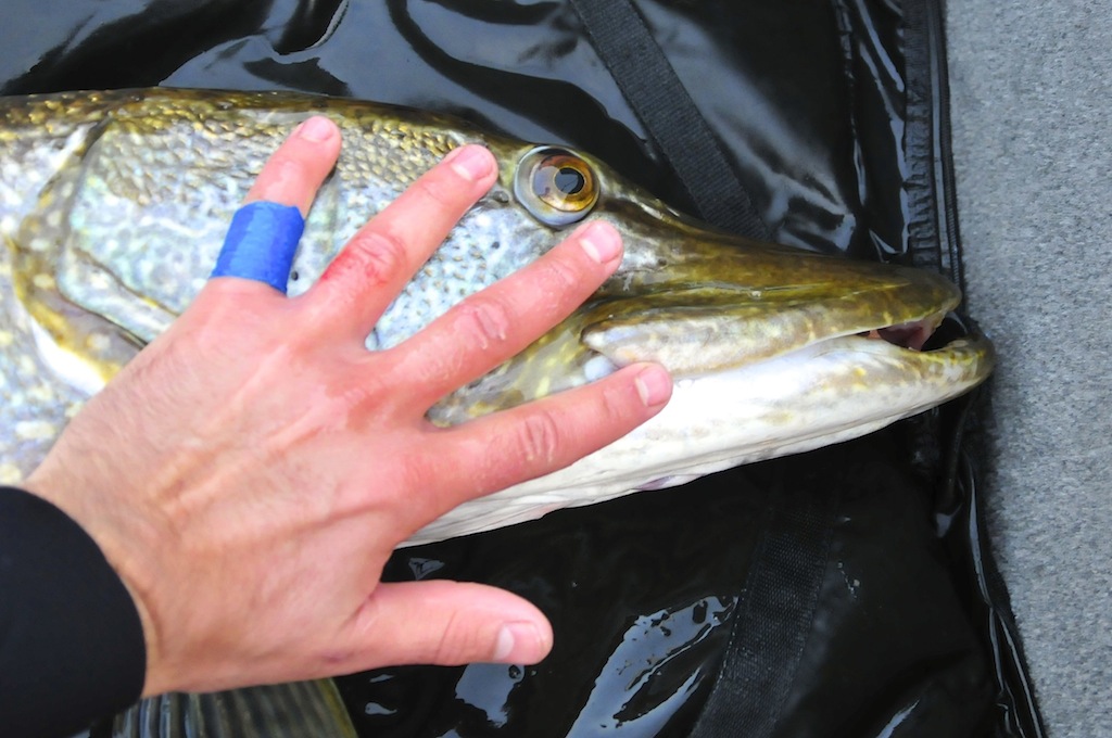 Rogers Høstfiskedagbok dag1