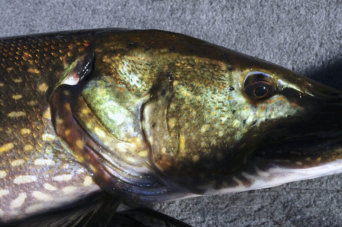 Rogers Høstfiskedagbok dag4.