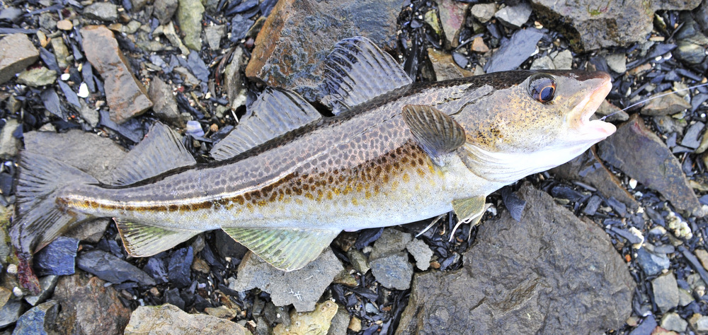 flott cod