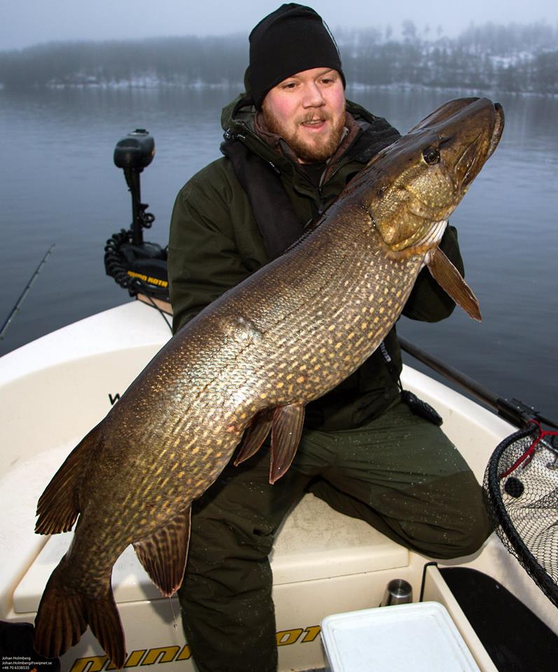 Stampe med diger gjedde på mike the pike.
