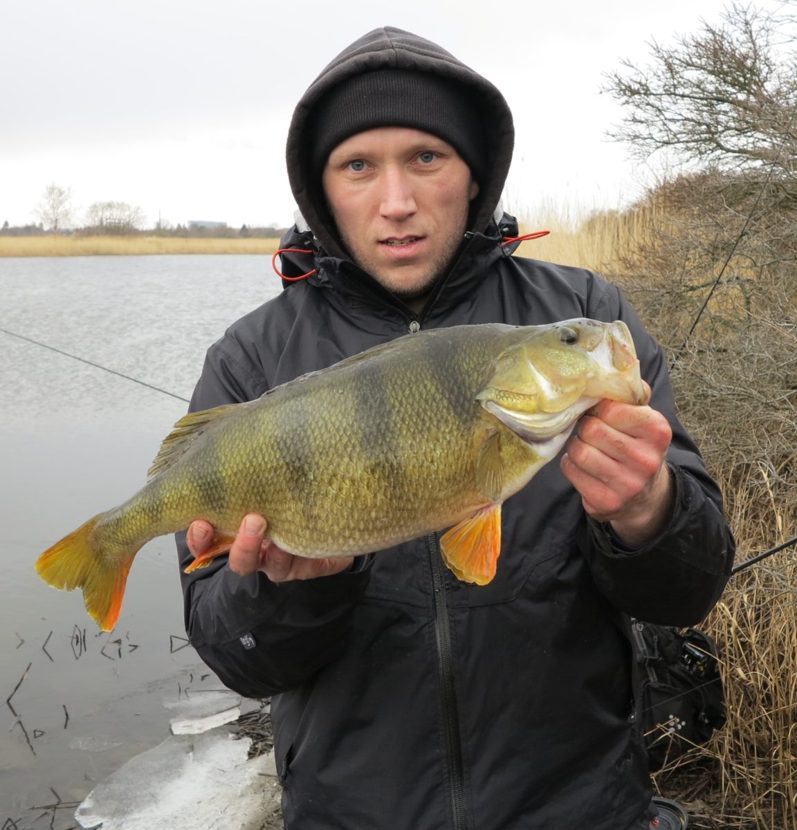 4 over 1,4 kg danske flotte abborer :-)