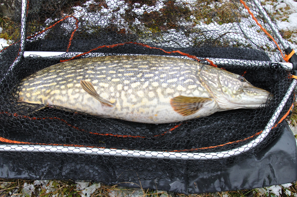 Matthias Andersson med årets tjokkis
