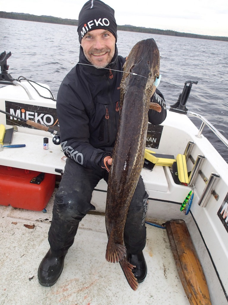 Mieko Predator Shad -Tackeltips