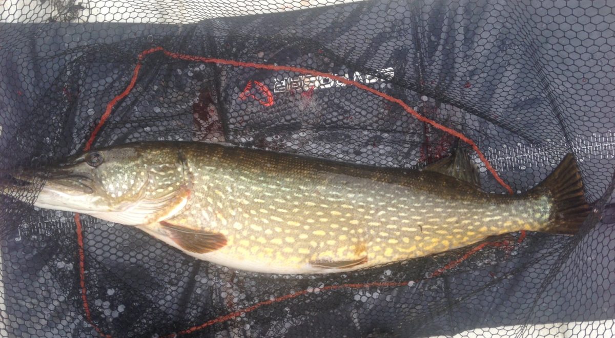 knallfin pike på Eje